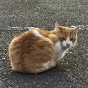 世那