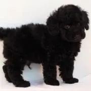 y'sの画像