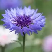サヤカの画像