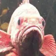 すやすやの画像