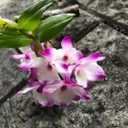 ぜんちゃんの画像