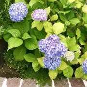 sumomoの画像