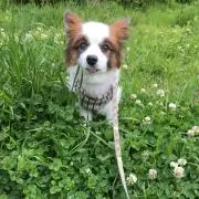 ちーこ