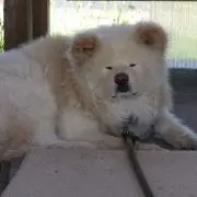 ノミポロ