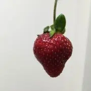 みゅんの画像