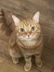 にゃんこ好き(*˘︶˘*).。.:*♡