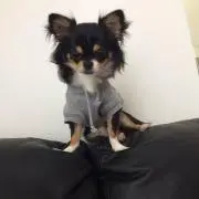 だすの画像