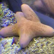 たにし