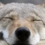 サーモン
