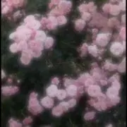 ひちゃん