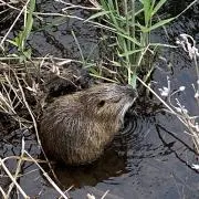 カピバラのともだち