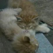 らいおん