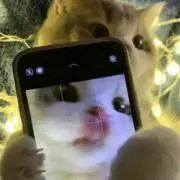 みいの画像