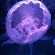 zuccaの画像