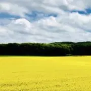 あけあけぷーの画像