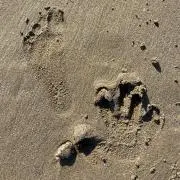 んかりんご★の画像