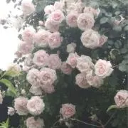 Kの画像