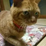 まちゃえ
