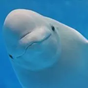 きなこ☺︎発送日ご確認下さいの画像