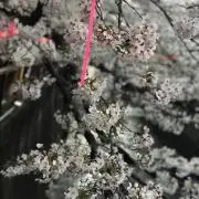 あび