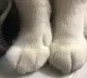simaネコの画像