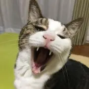 TJ