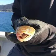 TOPWATER JUNKIE