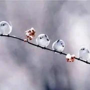 ミミの画像