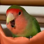 あいうえおの画像