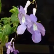 はな