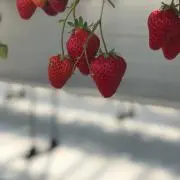 ごんざぶろうの画像