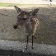 にくまんの画像