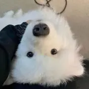 annの画像