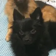 きく＊不定期出品中の画像