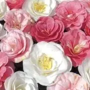 さおちゃんの画像
