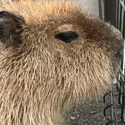 ピロシキの画像