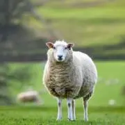 mojya