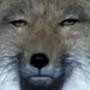 チベットンの画像