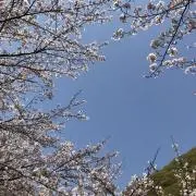 奏の画像