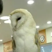ふくぷくろうの画像