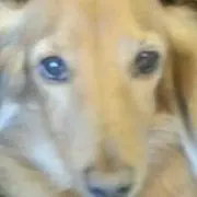 Eiko