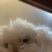 あかさ