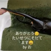 カブトムシ貯金