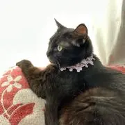 カアタン