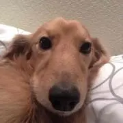 ボブ
