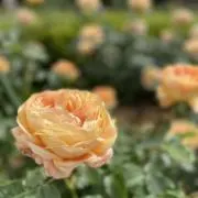 berry☆の画像