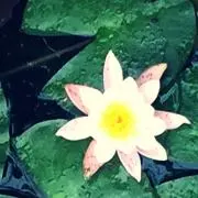 ミドマキの画像