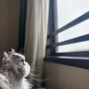 MIYU（保護猫お預かり中）の画像