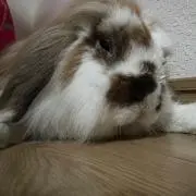 ムー