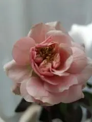 あおぜき　プロフ一読お願いしますの画像